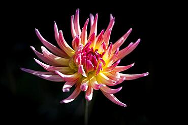 Semi-cactus Dahlias (Dahlia), Baden-Wuerttemberg, Germany, Europe