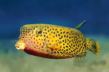 Yellow boxfish (Ostracion cubicus), Red Sea, Aqaba, Jordan, Asia