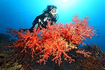 Diver looking at large colony of Klunzinger's Soft Coral (Dendronephthya klunzingeri) Red Sea, Aqaba, Jordan, Asia