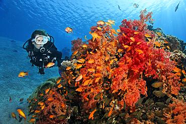 Diver looking at large colony of Klunzinger's Soft Coral (Dendronephthya klunzingeri) with shoal of Red Sea Red Sea Basslet (Pseudanthias taeniatus), Red Sea, Aqaba, Jordan, Asia