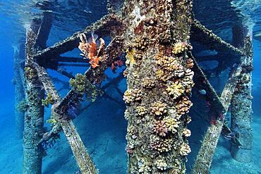 Jetty overgrown with stony corals, common lionfish (Pterois miles), Red Sea, Aqaba, Jordan, Asia