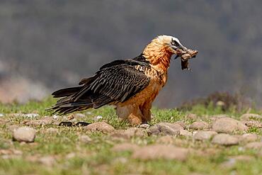 Bearded vulture (Gypeatus barbatus) adult, with prey on the ground, Pyrenees, Catalonia, Spain, Europe