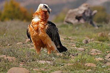 Bearded vulture (Gypeatus barbatus) adult, sitting on the ground, Pyrenees, Catalonia, Spain, Europe