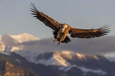 Griffon vulture (Gyps fulvus) on approach with snow-capped mountains in the background, Pyrenees, Catalonia, Spain, Europe