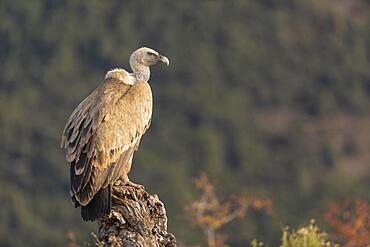 Griffon vulture (Gyps fulvus) on tree stump, Pyrenees, Catalonia, Spain, Europe