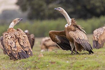 Griffon vulture (Gyps fulvus) threatening on the ground, Extremadura, Spain, Europe