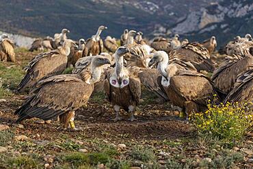 Gathering of griffon vultures (Gyps fulvus) at the feeding ground, Pyrenees, Catalonia, Spain, Europe