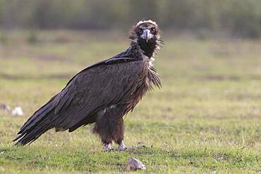 Cinereous vulture (Aegypius monachus) on the ground, Extremadura, Spain, Europe