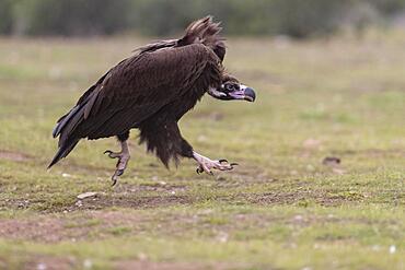 Cinereous vulture (Aegypius monachus), juvenile, running, Extremadura, Spain, Europe