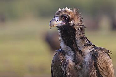 Cinereous vulture (Aegypius monachus), portrait, Extremadura, Spain, Europe