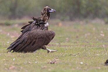 Cinereous vulture (Aegypius monachus) striding on the ground, Extremadura, Spain, Europe