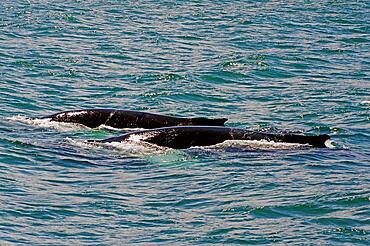 Humpback whales, Whale, Eyjafjoerour, Akureyri, Northern Iceland, Scandinavia, Iceland, Europe