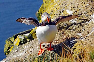 Puffin with spread wings, Latrabjarg, Westfjords, West Iceland, Iceland, Europe