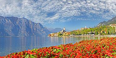 Tulips on the shore of Lake Garda with a view of the Castello Scaligero of the historic coastal town of Malcesine, Malcesine, Eastern Lake Garda, Verona Italy, Trentino-Alto Adige, Italy, Europe