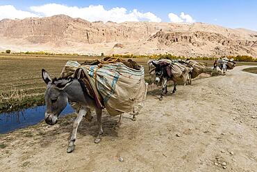 Donkey caravan, Yakawlang province, Bamyan, Afghanistan, Asia