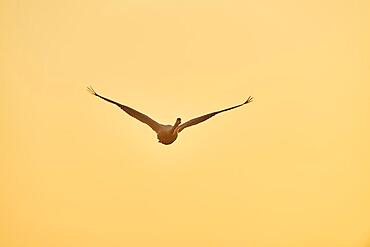 Greylag goose (Anser anser) flying, Frankonia, Bavaria, Germany, Europe