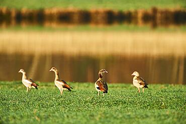 Egyptian goose (Alopochen aegyptiaca) on a meadow, Bavaria, Germany, Europe