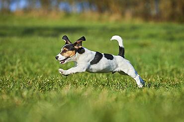 Jack Russell Terrier, puppy, dog on a meadow, Bavaria, Germany, Europe