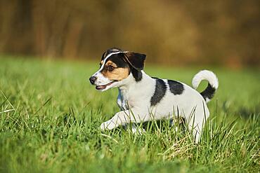 Jack Russell Terrier, puppy, dog on a meadow, Bavaria, Germany, Europe