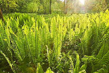 Male fern (Dryopteris filix-mas), growing on a wet meadow, Bavaria, Germany, Europe