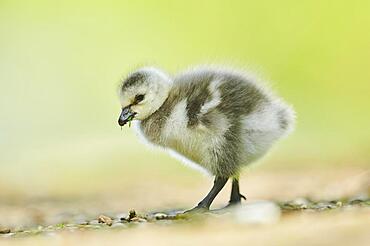 Barnacle goose (Branta leucopsis), chick, Bavaria, Germany, Europe