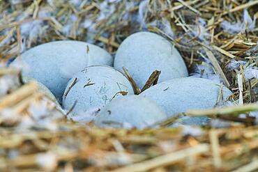 Mute swan (Cygnus olor) eggs in a birdnest, Frankonia, Bavaria, Germany, Europe