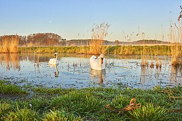 Mute swan (Cygnus olor) swimming on a lake, Frankonia, Bavaria, Germany, Europe