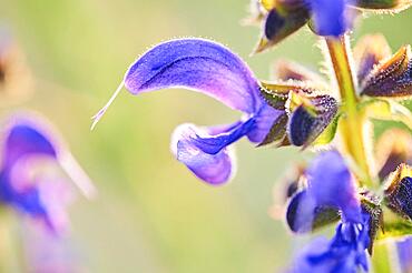 Meadow clary (Salvia pratensis) blooming in a meadow, Bavaria, Nationalpark Bavarian forest, Germany, Europe