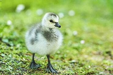 Barnacle goose (Branta leucopsis), chick on a meadow, Bavaria, Germany, Europe