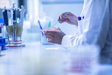 Lab technician with sample in petri dish working in a lab with lab equipment, Freiburg, Baden-Wuerttemberg, Germany, Europe