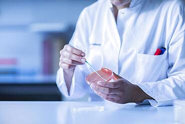 Lab technician with sample in petri dish working in a lab with lab equipment, Freiburg, Baden-Wuerttemberg, Germany, Europe