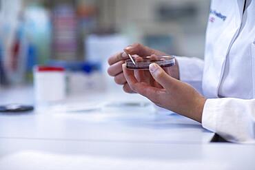 Hand of a lab technician with wooden stick and sample in petri dish working in a laboratory with laboratory equipment, Freiburg, Baden-Wuerttemberg, Germany, Europe