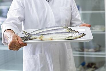 Fish for laboratory evaluation in a laboratory for the control of food with laboratory assistant, Freiburg, Baden-Wuerttemberg, Germany, Europe