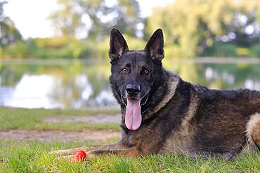 German shepherd Domestic dog (Canis lupus familiaris), adult, male, portrait, lying by a lake Rhineland-Palatinate, Germany, Europe