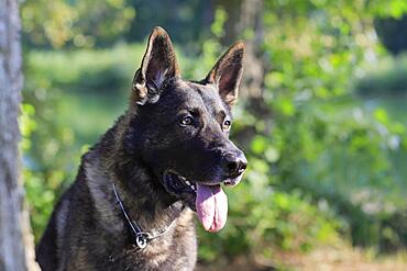 German shepherd Domestic dog (Canis lupus familiaris), adult, male, portrait, Rhineland-Palatinate, Germany, Europe