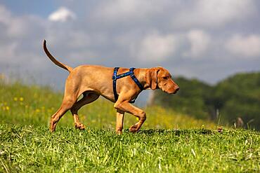 Vizsla puppy, 4 months, running on a meadow, Baselland, Switzerland, Europe