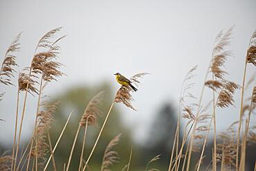 Yellow wagtail (Motacilla flava) Prignitz, Brandenburg, Germany, Europe