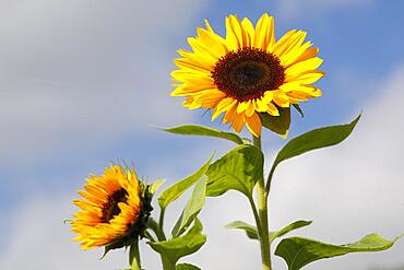 Sunflowers (Helianthus annuus), flowers, Schleswig-Holstein, Germany, Europe