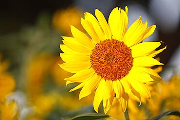 Sunflower (Helianthus annuus), flower, Schleswig-Holstein, Germany, Europe