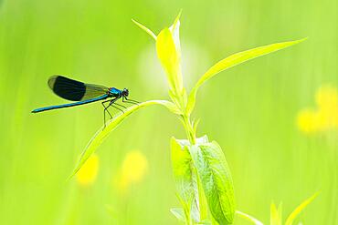 Banded demoiselle (calopteryx splendens), male, Hesse, Germany, Europe