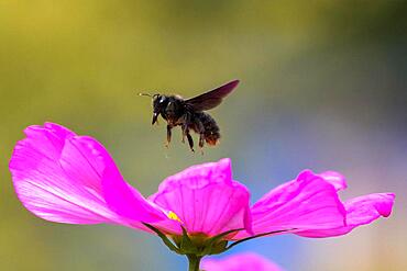 Violet carpenter bee (Xylocopa violacea), approaching Mexican aster (Cosmos bipinnatus), Hesse, Germany, Europe