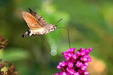 Hummingbird hawk-moth ( Macroglossum stellatarum) flying, collecting nectar of butterfly bushes, Hesse, Germany, Europe