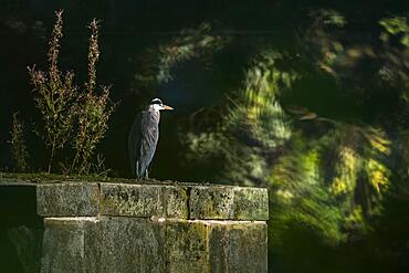 Grey heron (Ardea cinerea), standing on bridge pier, Hesse, Germany, Europe