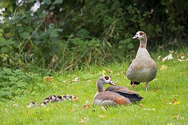 Pair of Egyptian Geese (Alopochen aegyptiacus) with chicks, Hesse, Germany, Europe