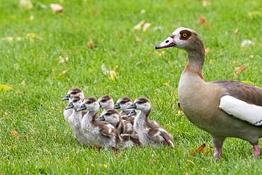 Adult Egyptian goose (Alopochen aegyptiacus) with chicks, Hesse, Germany, Europe