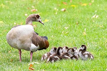 Adult Egyptian goose (Alopochen aegyptiacus) with chicks, Hesse, Germany, Europe