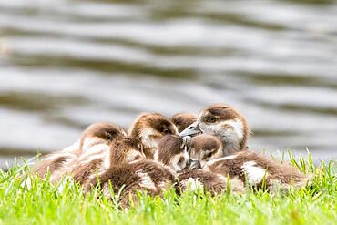 Egyptian geese (Alopochen aegyptiacus), cuddling chicks, Hesse, Germany, Europe