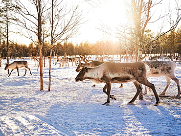 Reindeer (Rangifer tarandus) in the snow with sun, Rovaniemi, Finland, Europe