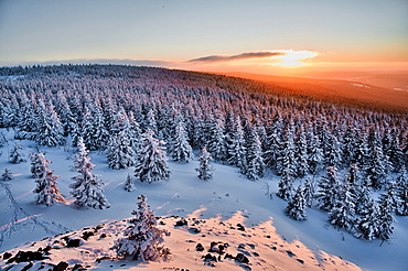 Sunset with spruce forest and snow in winter, Wolfswarte, Bruchberg, Goslar, Harz National Park, Lower Saxony, Germany, Europe