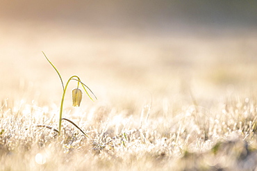 White Snake's Head Fritillary (Fritillaria meleagris) with hoarfrost, Hesse, Germany, Europe